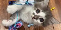 Kitten with severe medical needs stolen from central Minnesota animal shelter