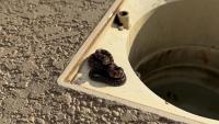 'Spicy little buddy': Missouri homeowner finds prairie kingsnake in pool skimmer