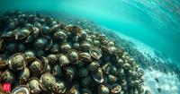 Why protect oysters you cannot harvest? North Carolina found a $1.70 answer