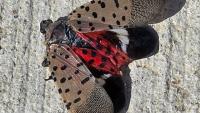 The invasive spotted lanternfly has been detected in Canada for the first time – in Windsor