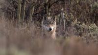 After Riling Cattle Ranchers, Trump Offers Up Wolf Delisting. Here’s What It Means