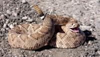 Snake bites first-grader in India classroom, sparking fresh fears over school safety