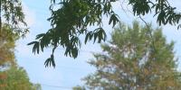 Lebanon High School moves homecoming parade due to heat