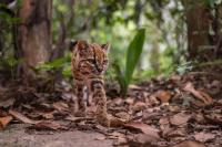 See the first new species of cat discovered in more than a century—it’s adorable