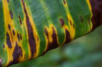 The Banana Faces An Existential Threat. Can Biotech Save It?