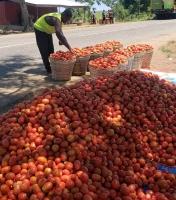 Famers at Anloga-Avume call for buyers, govt intervention as tomatoes rot in farms