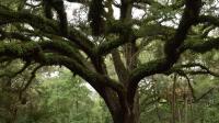 Florida's Orange County starts first urban forest master plan to grow shade, cut heat