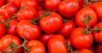 Ghana: 100,000 tonnes of tomatoes to reduce imports