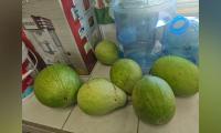 AGRICULTURAL PROGRAMME SPROUTS AT BENDALS PRIMARY