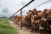 U.S. to Reopen Largest Port for Mexican Cattle Shipments