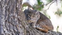 Florida camera trap captures bobcat attacking world's largest rattlesnake species
