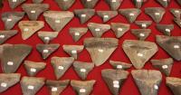 EDITORIAL: Sharks tooth day on construction sites?