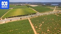 Breaking: SA government commits $109m to help struggling wine industry