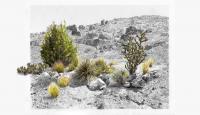 New Tang Exhibition Traces Two Decades of Ecological Repair