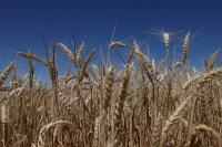 Immigration crackdown puts Australia's wheat harvest at risk, industry groups say