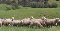 Size doesn't matter: bigger farms don't guarantee more profit or productivity