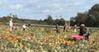 'Best' farm shop in Northumberland hosts popular pumpkin experience