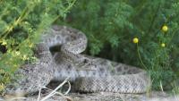 Canada family's rattlesnake close call sparks warning after son is bitten during yard work