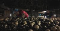 Chester County mushroom farmers mount new defense against fungal foe