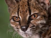 New cat species found in Bolivia for first time