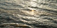 Fin whale found dead on bow of cruise ship in Alaska