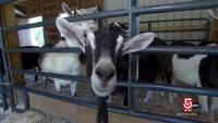From Goat Milk Soap to Maple Spirits: Maine Businesses Stand Out