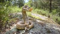 Hidden rattlesnake in bush sends New Mexico dog to emergency vet for 2 rounds of antivenom