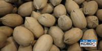 Texas Tech study examines pecans and brain health