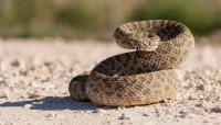 Texas high school football game goes ahead under rattlesnake advisory for fans