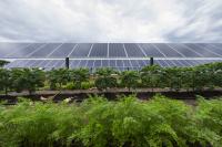 Big Lake agrivoltaics project shows promise of mixing farming, solar power