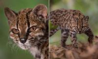 Little big cat is the first new feline species found in a century: Tiny Tilcayo is seen prowling around Bolivian cloud forest