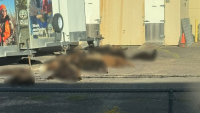CPW responds to viral post showing ‘bear hides’ in Colorado Springs lot
