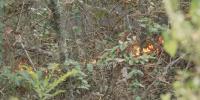 Drought conditions worsen across Alabama, raising wildfire risk