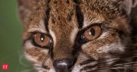 Tiny Tilcayo: What you need to know about the new 1.4-kg cat species discovered after 100 years, initially mistaken for a kitten and fed noodles and rice