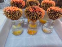 Collector sea urchin: A new opportunity for Seychelles aquaculture