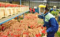 High logistics costs threaten East Africa horticulture competitiveness