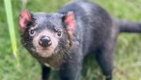 Runaway Tasmanian devil makes Gold Coast wildlife park comeback