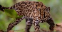 Scientists Discover New Wild Cat Species in First Such Find in Over a Century