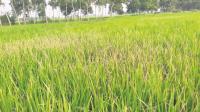 Kendrapada farmers battle fertiliser shortage, pest woes