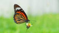 Making three changes in your garden this autumn will help boost butterfly population
