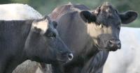 ‘Systemic’ welfare check failures on Northern Ireland farms to be challenged in court