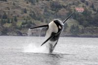 Environmental Advocates Slam US Government’s Reinterpretation Of Endangered Species Act