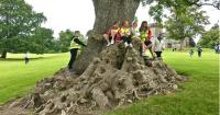 Historic Ash tree that survived a hurricane shortlisted for Tree of the Year