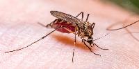 Three dead in rare malaria outbreak after mosquito 'was trapped on plane' at major European airport