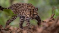 Mysterious Bolivian 'weird cat' recognized as new species, marking first discovered in over century