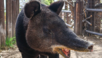 Cheyenne Mountain Zoo announces passing of rare mountain tapir, Mochi