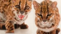 New Cat Species Discovered In Bolivia After 100 Years: Meet Leopardus Tilcayo