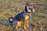 Family dog who journeyed 2,300 miles through the Darién Gap is found in a Florida shelter after pet’s owner is detained