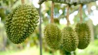 Vietnam Durian Prices Rebound as China’s National Day Holiday Approaches