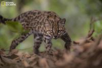 First new feline species in 100 years discovered in Bolivian forest